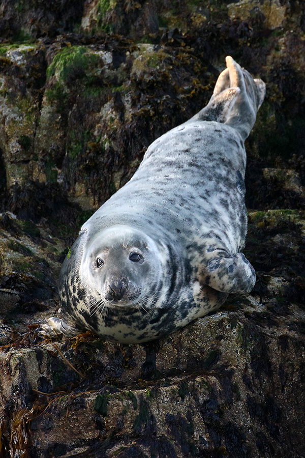 Grijze zeehond - Farne Islands